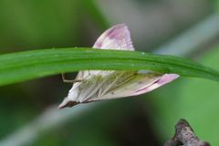 Pyrausta perrubralis