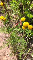 Tanacetum bipinnatum