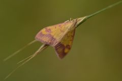 Pyrausta perrubralis