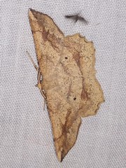 Euchlaena pectinaria