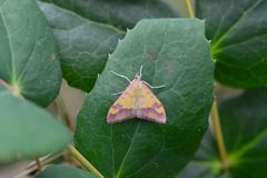 Pyrausta perrubralis