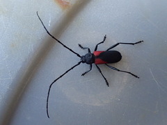 Purpuricenus humeralis