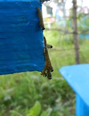 Tenthredinoidea