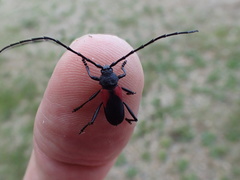 Purpuricenus humeralis