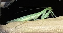 Tropidomantis