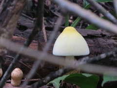 Volvariella bombycina flaviceps
