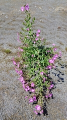 Epilobium hirsutum