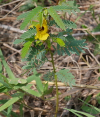 Chamaecrista fasciculata