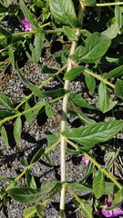 Epilobium hirsutum