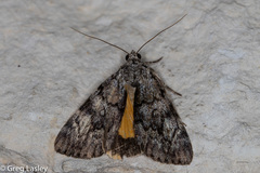 Catocala lineella