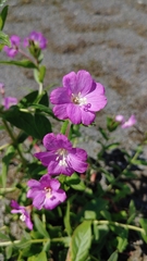 Epilobium hirsutum