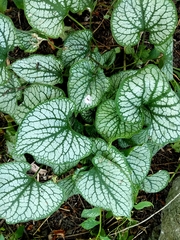 Brunnera