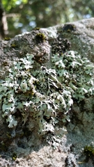 Hypotrachyna croceopustulata