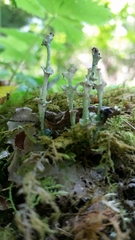 Cladonia rappii