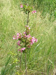 Weigela florida