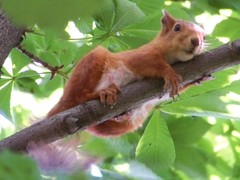 Sciurus vulgaris