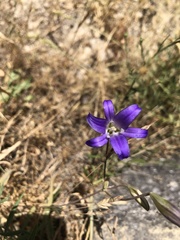 Brodiaea coronaria