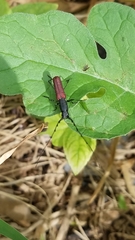 Ancylocera bicolor