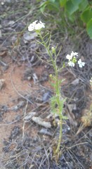 Dontostemon pinnatifidus