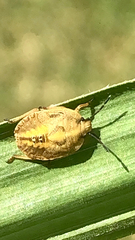 Hymenarcys nervosa