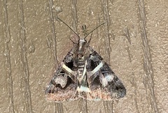 Drasteria grandirena