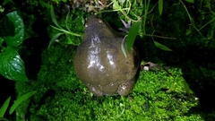 Uperodon globulosus