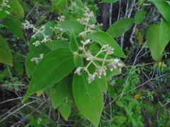 Miconia strigillosa