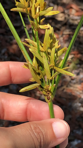 Cyperus lecontei image