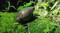 Uperodon globulosus
