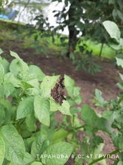 Polygonia c-album