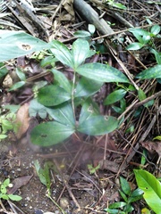 Dracaena surculosa