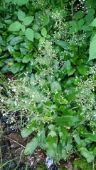 Micranthes micranthidifolia