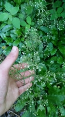 Micranthes micranthidifolia