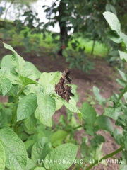 Polygonia c-album