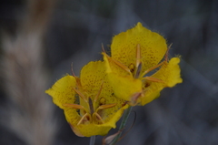 Calochortus weedii