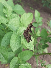 Polygonia c-album