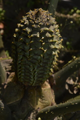 Ceratozamia