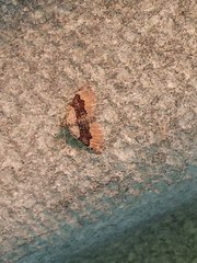 Xanthorhoe quadrifasiata