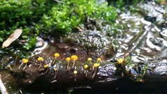 Vibrissea truncorum