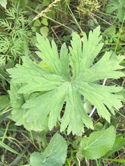 Geranium sylvaticum