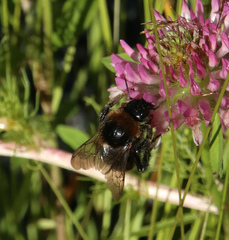 Bombus subterraneus