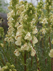 Pedicularis contorta contorta