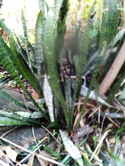 Sansevieria trifasciata