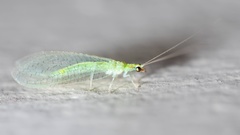 Chrysoperla pudica-group