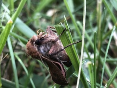 Mythimna albipuncta