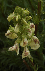 Pedicularis contorta contorta