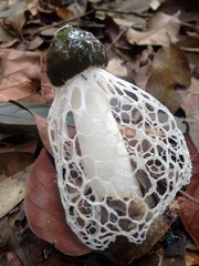 Phallus indusiatus