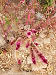 Celosia spicata