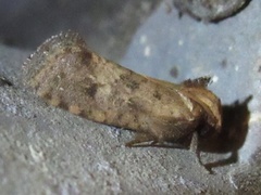 Acrolophus texanella
