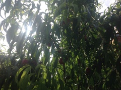 Prunus persica nucipersica